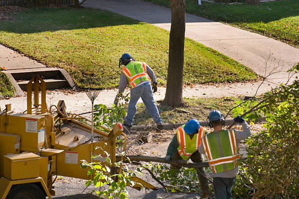 Professional Tree Removal in Montverde, FL