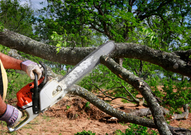 Best Arborist Consultation Services  in Montverde, FL